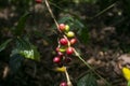 Coffee plantation in Moyobamba region in the Peruvian jungle.