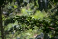 Coffee plantation in Moyobamba region in the Peruvian jungle.