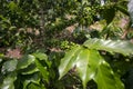 Coffee plantation in Moyobamba region in the Peruvian jungle.