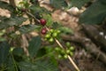 Coffee plantation in Moyobamba region in the Peruvian jungle.