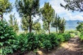 Coffee plantation near Antigua, Guatemala Royalty Free Stock Photo