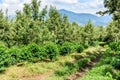 Coffee plantation near Antigua, Guatemala Royalty Free Stock Photo