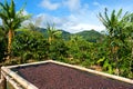 Coffee plantation in Panama, Central America. Royalty Free Stock Photo