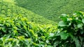 Coffee Plantation Royalty Free Stock Photo