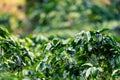 Coffee plantation, raw green coffee beans and leaves, in Boquete, Panama. Central America. Royalty Free Stock Photo