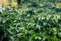 Coffee plantation, raw green coffee beans and leaves, in Boquete, Panama. Central America. Royalty Free Stock Photo
