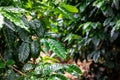 Coffee plantation, raw green coffee beans and leaves, in Boquete, Panama. Central America. Royalty Free Stock Photo