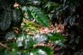 Coffee plantation, raw green coffee beans and leaves, in Boquete, Panama. Central America. Royalty Free Stock Photo