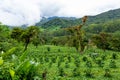 Coffee plantation, raw green coffee beans and leaves, in Boquete, Panama. Central America. Royalty Free Stock Photo