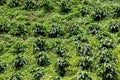 Coffee plantation, raw green coffee beans and leaves, in Boquete, Panama. Central America. Royalty Free Stock Photo