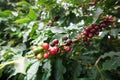 Coffee plantation in the rural town of Carmo de Minas Brazil Royalty Free Stock Photo