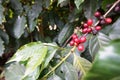 Coffee plantation in the rural town of Carmo de Minas Brazil Royalty Free Stock Photo