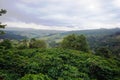 Coffee plantation in the rural town of Carmo de Minas Brazil Royalty Free Stock Photo