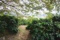 Coffee plantation in the rural town of Carmo de Minas Brazil Royalty Free Stock Photo