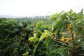 Coffee plantation in the rural town of Carmo de Minas Brazil Royalty Free Stock Photo