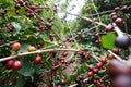 Coffee plantation in the rural town of Carmo de Minas Brazil Royalty Free Stock Photo