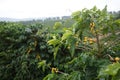 Coffee plantation in the rural town of Carmo de Minas Brazil Royalty Free Stock Photo