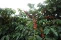 Coffee plantation in the rural town of Carmo de Minas Brazil Royalty Free Stock Photo