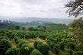 Coffee plantation in the rural town of Carmo de Minas Brazil Royalty Free Stock Photo