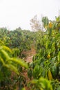 Coffee Plantations Vietnam Royalty Free Stock Photo