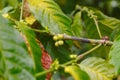 Coffee Plantations Vietnam Royalty Free Stock Photo