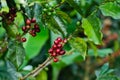 Coffee plants. Branches with coffee beans