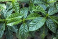 Coffee plants in a nursery in Guatemala