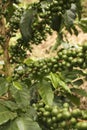 Coffee plants to mature. Quimbaya, Colombia Royalty Free Stock Photo