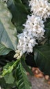 coffee plants , white flowers Royalty Free Stock Photo