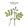 Coffee pod Senna tora , or Sickle Wild sensitive-plant, medicinal plant