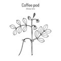 Coffee pod Senna tora , or Sickle Wild sensitive-plant, medicinal plant