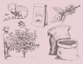 Coffee production hand drawn farmer picking beans on tree and vintage drawing drink retro cafe collection sketch dessert