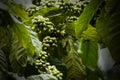 Coffee Plantation in Coorg Karnataka India