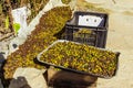 Coffee raw beans drying on sun. Royalty Free Stock Photo