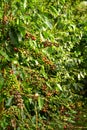 Raw beans coffe on tree in plantation Royalty Free Stock Photo