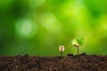 Coffee seedling in nature plant a tree concept,Young hand Royalty Free Stock Photo