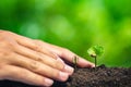 Coffee seedling in nature plant a tree concept,Young hand Royalty Free Stock Photo