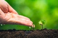 Coffee seedling in nature plant a tree concept,Young hand Royalty Free Stock Photo