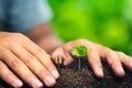 Coffee seedling in nature plant a tree concept,Young hand