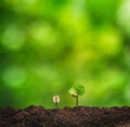 Coffee seedling in nature plant a tree concept,Young hand Royalty Free Stock Photo