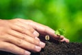 Coffee seedling in nature plant a tree concept,Young hand