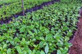 .Coffee seedlings in the nursery