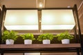 Led plant growth lamp used to grow seedling