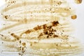 Coffee stained letter paper texture