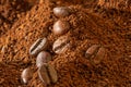 Coffee theme. Coffee beans lie on a pile of ground coffee, close-up Royalty Free Stock Photo