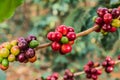 Coffee on tree Arabicas raw and ripe coffee bean in field and sunlight Royalty Free Stock Photo