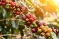 Coffee on tree Arabicas raw and ripe coffee bean in field and sunlight Royalty Free Stock Photo