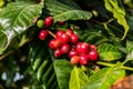 Coffee on tree Arabicas raw and ripe coffee bean in field and sunlight Royalty Free Stock Photo