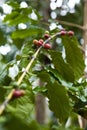 Coffee tree, beans Royalty Free Stock Photo