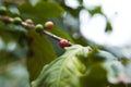 Coffee tree, beans Royalty Free Stock Photo